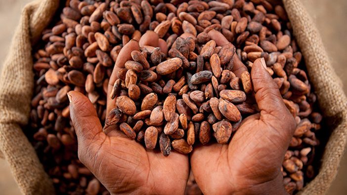 Cacao: lancement de l’identification des petits transformateurs en Côte d'Ivoire