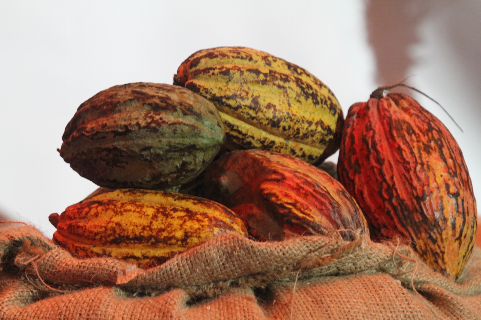 Côte d'Ivoire: le prix du kg de cacao fixé à 2800 FCFA et celui du café à 1700 FCFA