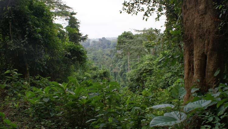 Côte d’Ivoire : décès d’un agent des Eaux et Forêts dans une opération de reconquête