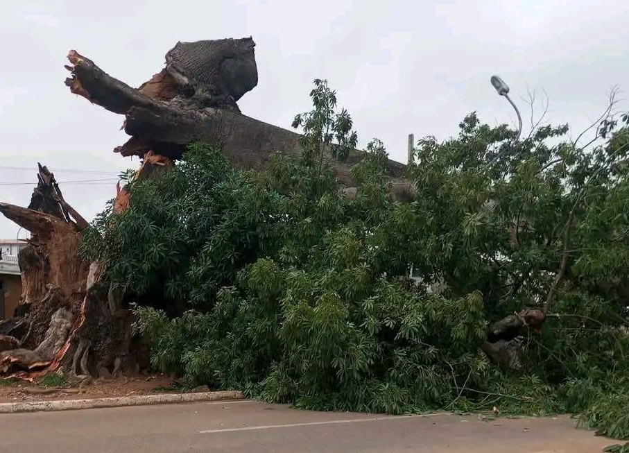Côte d’Ivoire : un fromager historique de Bouaké s’écroule en pleine nuit et fait 3 morts