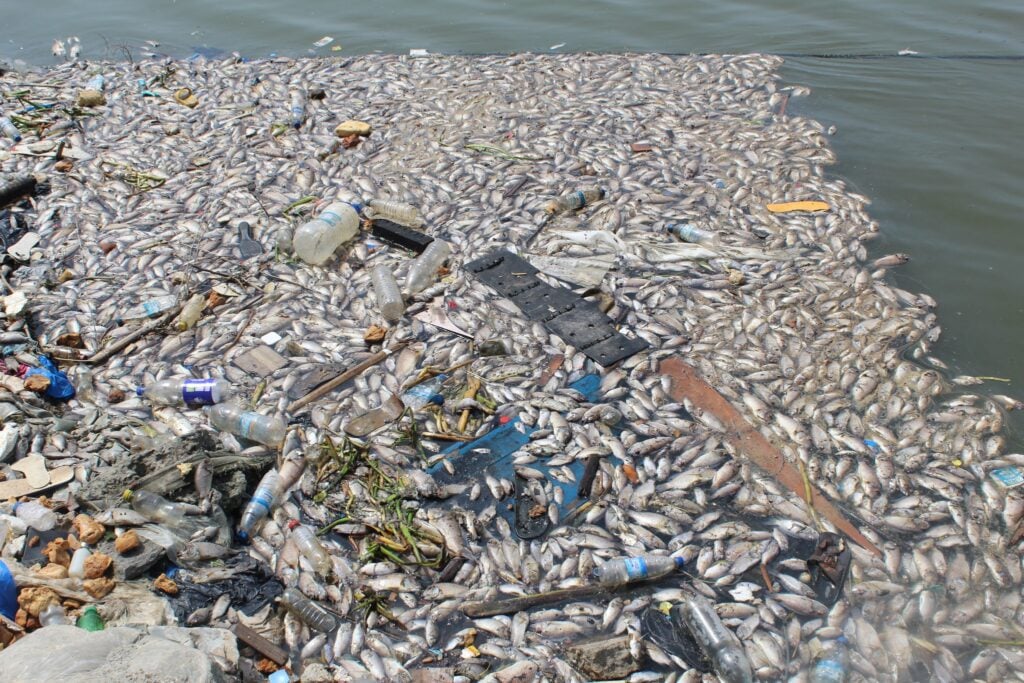 Mort de nombreuses espèces de poissons après la pollution d’une rivière en Côte d’Ivoire